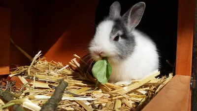Забавные истории.Про разведение кроликов | МариБродяга:стройка дома из  поддонов и приключения на природе | Дзен