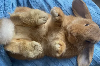 Little One Корм для молодых кроликов