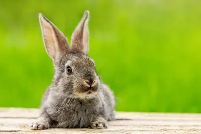 Как содержать кроликов в домашних условиях: как выбрать и ухаживать, чем  кормить