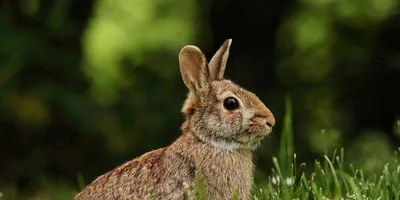 Кролик карликовая бабочка - Декоративные кролики