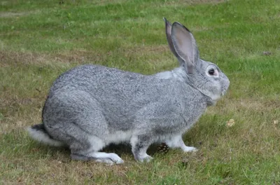 10+ очаровательных кроликов, которые у любого вызовут приступ мимими