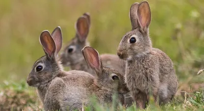 Ответ для астраханцев: что делать, если у вас много кроликов | Газета ВОЛГА