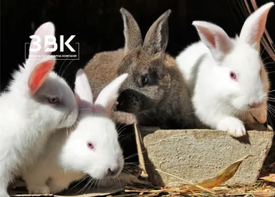 Разведение кроликов как бизнес - avamarket.com.ua