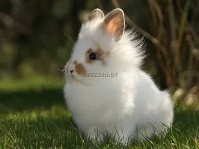 два счастливых жирных кролика коричневых и белых кроликов на белом фоне  портрета прекрасного и милого крошечного животного Стоковое Фото -  изображение насчитывающей яичко, зайцы: 269692370