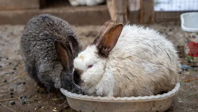 О правильном содержании декоративных кроликов дома. Часть 2. Питание |  Пикабу