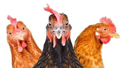 Иллюстрация для детей с изображением птиц, петуха, курицы, цыплят, утки и  утят. Векторный объект Stock | Adobe Stock