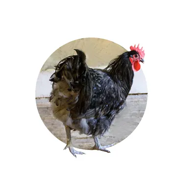 Курица — Циклопедия