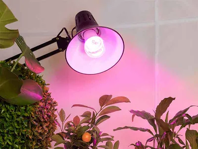 Лучшие лампы для выращивания растений