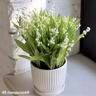 Ландыши в керамическом кашпо - заказать доставку цветов в Москве от Leto  Flowers