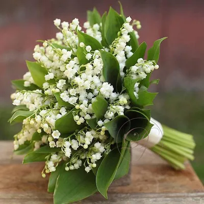 Ландыши Dakota flora | Купить ландыши в Москве | Интернет-магазин цветов  dakotaflora.com