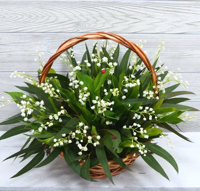 Купить композицию из ландышей и эвкалипта 💐 доставка - бесплатно!