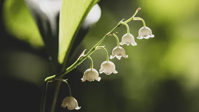 Ландыши Dakota flora | Купить ландыши в Москве | Интернет-магазин цветов  dakotaflora.com