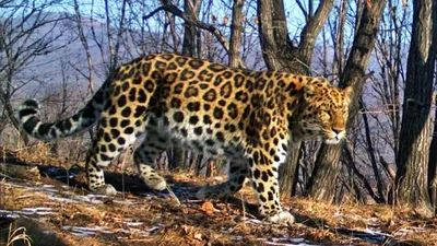 Приморский нацпарк опубликовал фото своего \"невидимого\" леопарда -  Российская газета