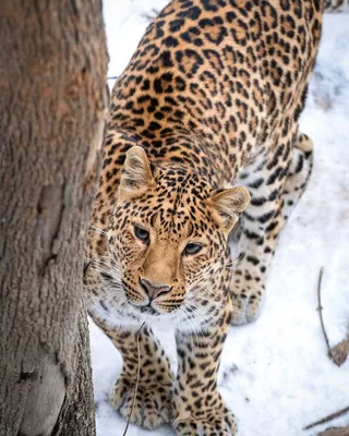 В Приморье отловили малыша леопарда, зараженного паразитами - KP.RU