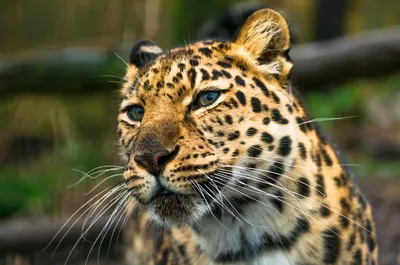 В России выросла численность редчайших дальневосточных леопардов - РИА  Новости, 05.04.2023