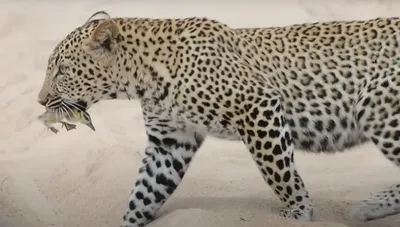 Фото леопарда, который появился в казахстанском заповеднике