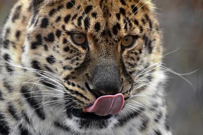 Гусенок попал в пасть леопарда и умудрился выжить: видео