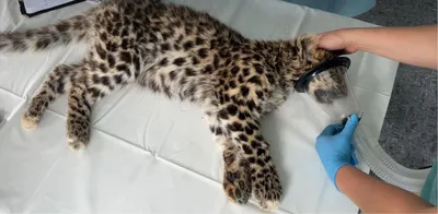 Состояние пойманных в Приморье котят леопарда ухудшилось — РБК