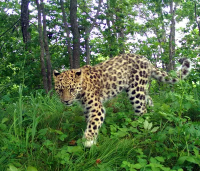 Дальневосточные леопарды: самые редкие кошки на планете