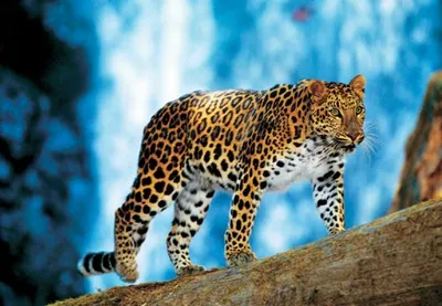 На Северный Кавказ вернулись дикие леопарды из Ирана и Туркмении -  Российская газета