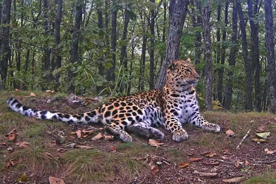 В Приморье впервые зарегистрировали более 100 особей дальневосточного  леопарда - Новости РГО