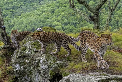 6 интересных фактов о глазах леопарда | Заметки о животных | Дзен