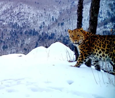 Нацпарк \"Земля леопарда\" разработал новогодний тур | Туристический портал  Приморского края
