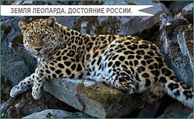 Новых котят леопарда сфотографировали в Приморье - Новости РГО