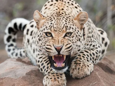 Детенышей леопардов спасли от свободной интернет-торговли на Ставрополье
