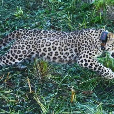 Центр восстановления леопарда в Сочи откроют для туристов - Российская  газета