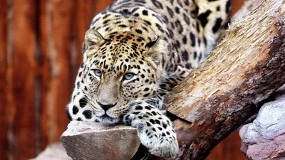 Африканский леопард — Зоопарк Садгород