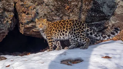 Пещерный обед краснокнижного леопарда. Видео - Новости РГО