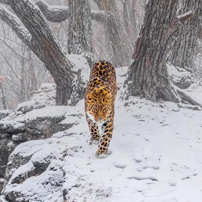 Портрет Леопарда — стоковые фотографии и другие картинки Леопард - Леопард,  Национальный парк Крюгера, Портрет - iStock