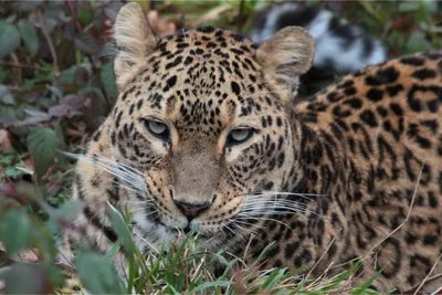 50 фактов о леопарде | Мир животных | Дзен