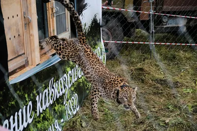 Самку леопарда из Сочинского нацпарка выпустили в горы Адыгеи - 15.07.2023,  Sputnik Абхазия