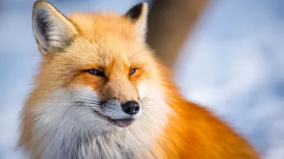 Почему лисы выходят в город и как вернуть их в естественную среду обитания?  - Полезные материалы