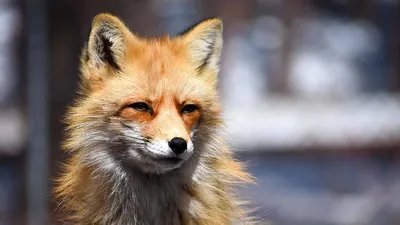 Владелец самой популярной лисы Рунета: наш канал учит бережному обращению с  животными - «Экология России»