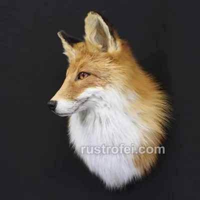 Упортый лис страшное чучело из лисы…» — создано в Шедевруме