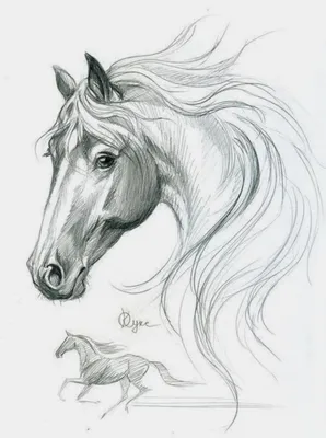 Как нарисовать реалистичную лошадь поэтапно