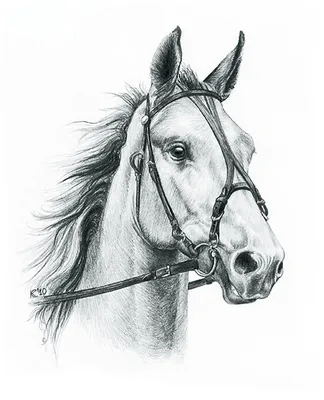 Лошадь рисунок карандашом легкий - 68 фото