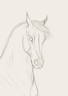 Лошадь рисунок (50 фото) » Рисунки для срисовки и не только