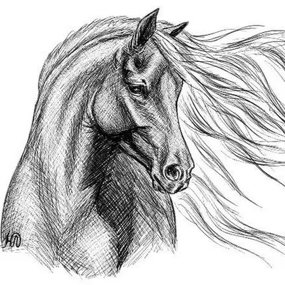 Как нарисовать лошадь поэтапно карандашом (61 фото) - легкие мастер-классы  для начинающих