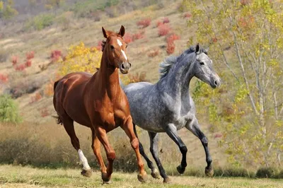 Картинки лошадей фотографии