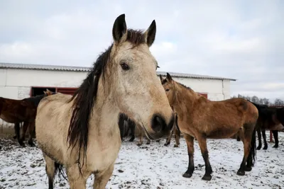 Horse Age/Эпоха лошадей