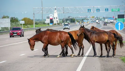 Лошади КСК Левадия, horse | серая лошадь, Лошади, фотографии… | Flickr