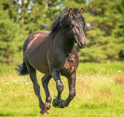 Лошади КСК Левадия, horse | Лошади, гнедая лошадь, фотографи… | Flickr