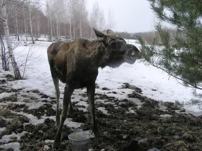 Лоси продолжают умирать из-за забора на границе с Польшей - ГПК Беларуси -  29.04.2022, Sputnik Беларусь