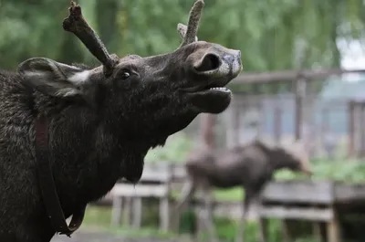 2024 – год Лося🦌 Да-да, мы ничего не перепутали! Согласно славянскому  календарю, именно Тёмный Лось (Сох) станет тотемным животным 2024… |  Instagram