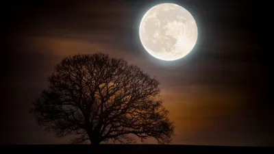 Ученые выяснили, как Луна \"растянула\" день на Земле - BBC News Русская  служба