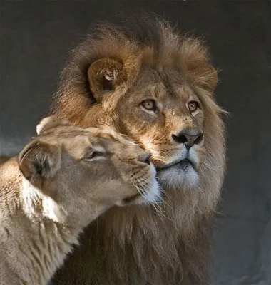 Картина на холсте (лев львы львица любовь пара и) 80 60 вертикально  интерьерная, в комнату, на стену, в спальню - купить по низкой цене в  интернет-магазине OZON (581418664)